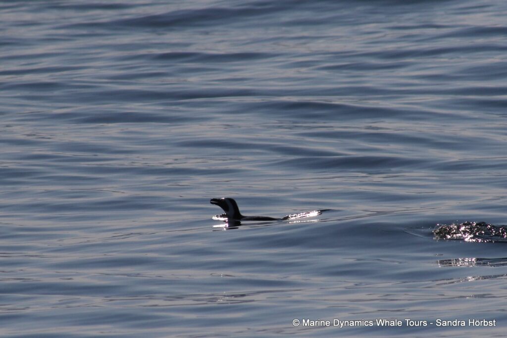 penguins, whale watching, gansbaai, south africa,