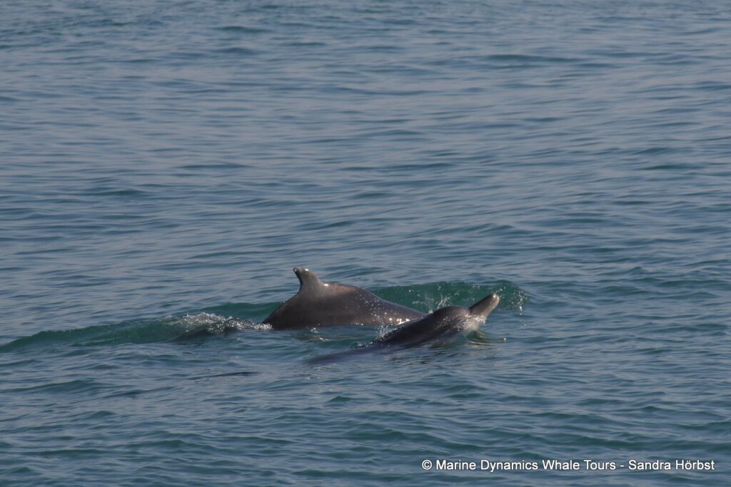 dolphin, whale watching, gansbaai, south africa,