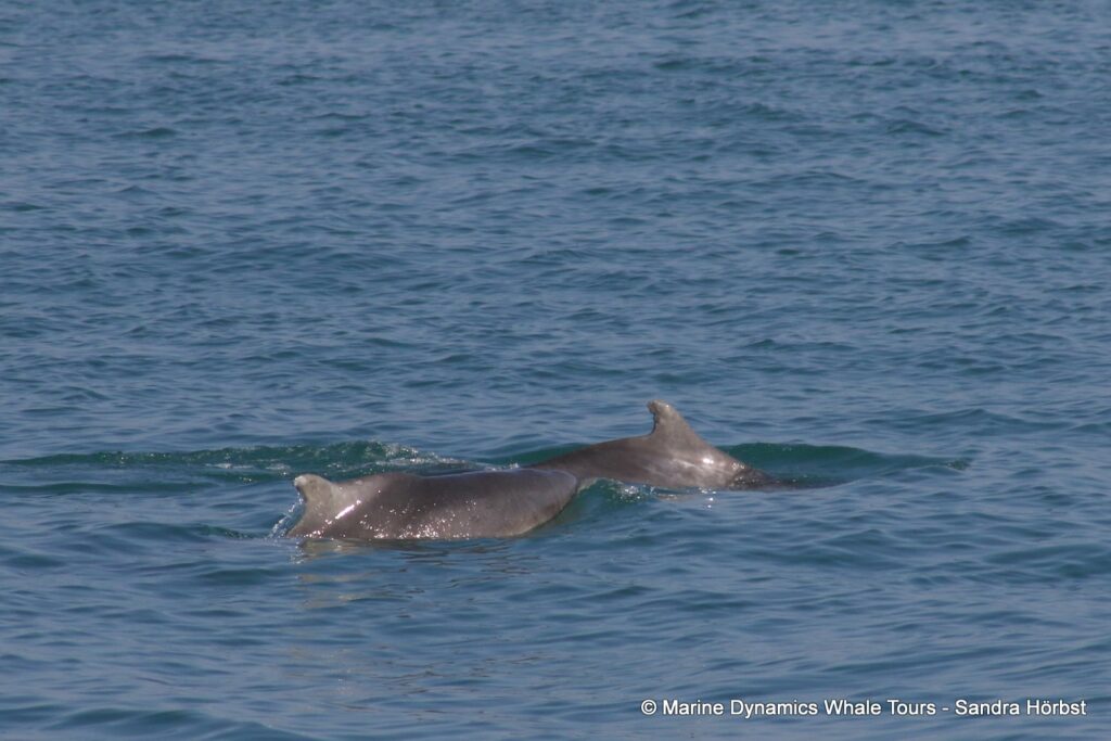 dolphin, whale watching, gansbaai, south africa,