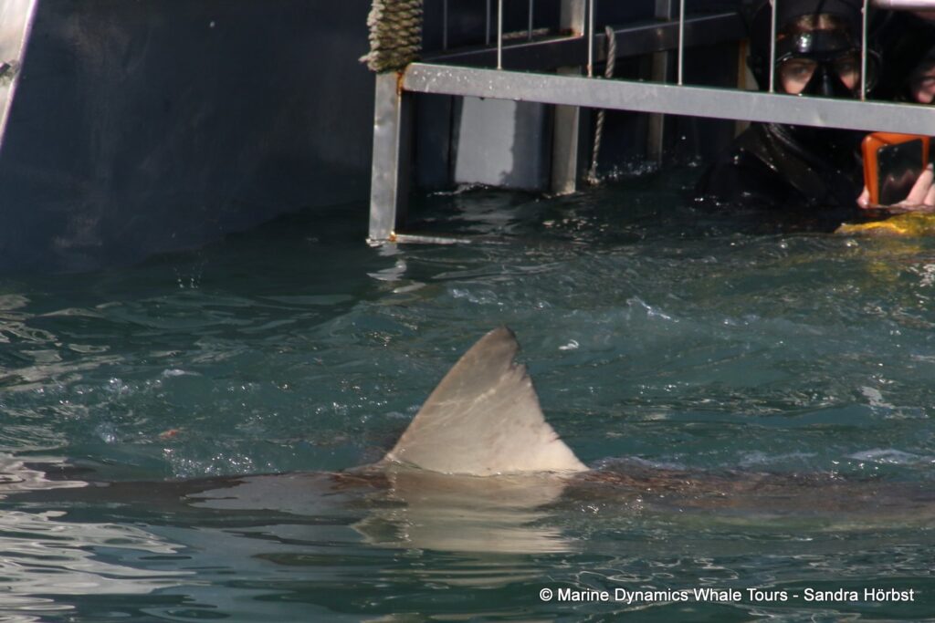 bronze whaler shark, whale watching, gansbaai, south africa,