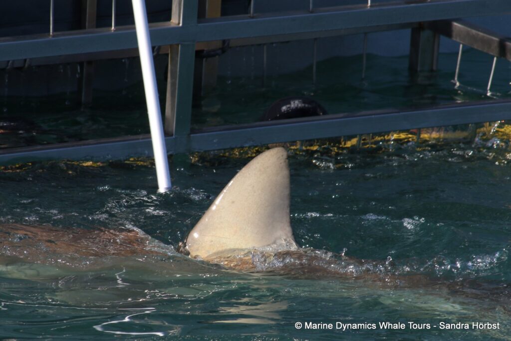 bronze whaler shark, whale watching, gansbaai, south africa,