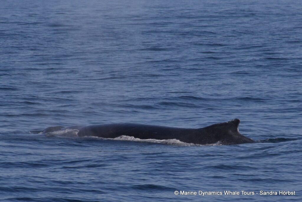 humpback whale, whale watching, gansbaai, south africa