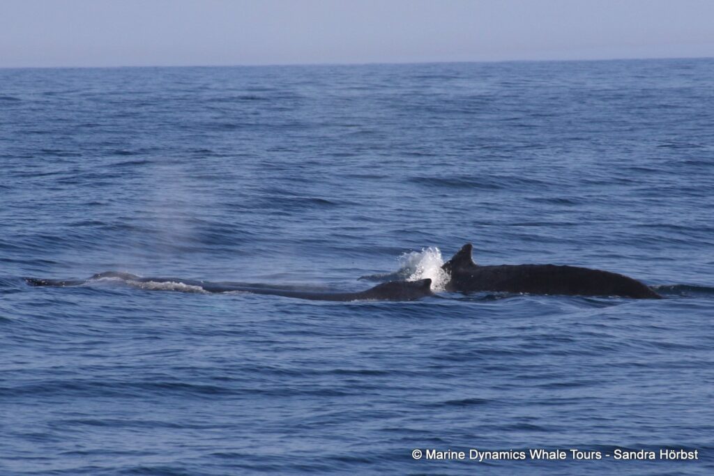 humpback whale, whale watching, gansbaai, south africa