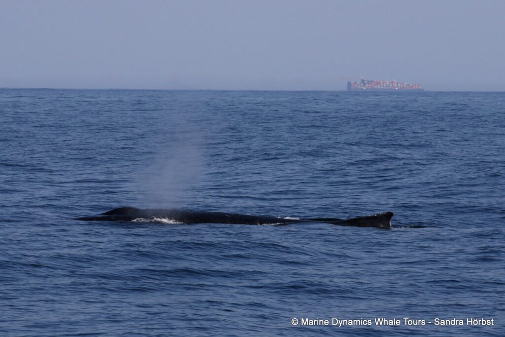 humpback whale, whale watching, gansbaai, south africa
