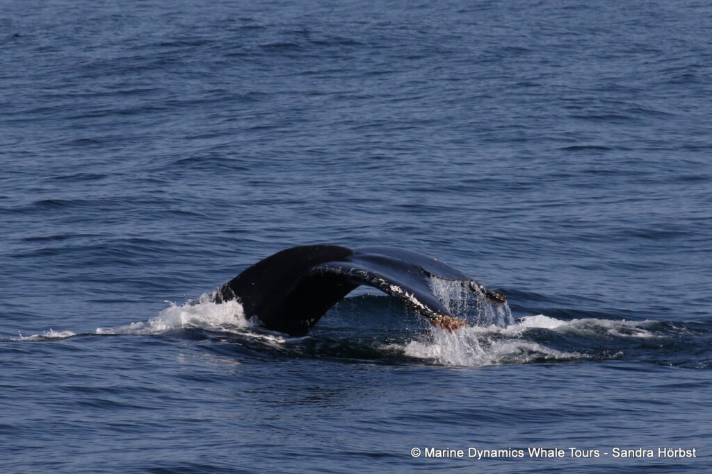 humpback whale, whale watching, gansbaai, south africa