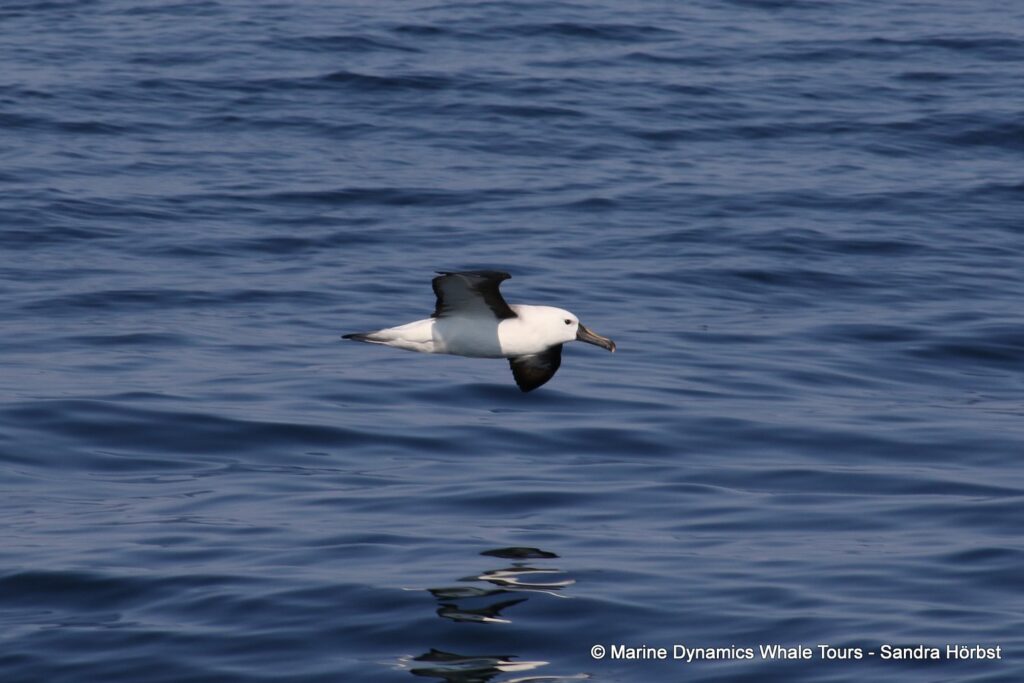 albatross, whale watching, gansbaai, south africa