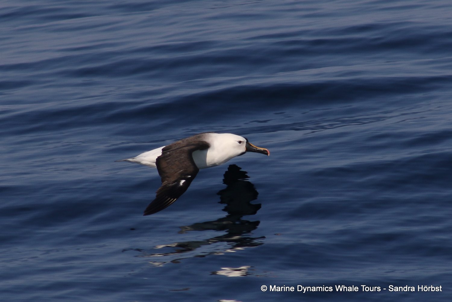 Marine Big 5 Daily Blog 20 June