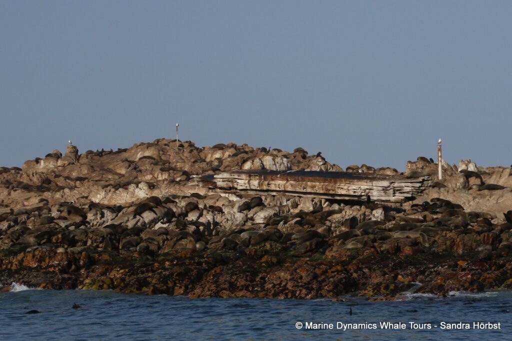 cape fur seal, whale watching, gansbaai, south africa