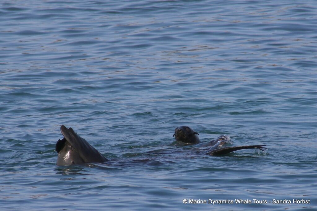 cape fur seal, whale watching, gansbaai, south africa
