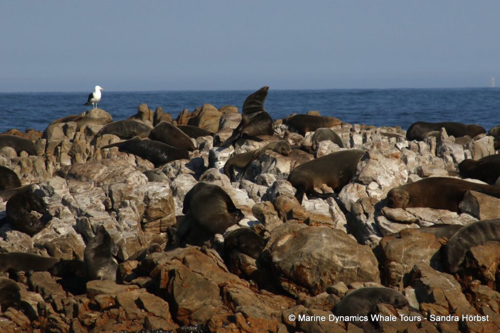 cape fur seal, whale watching, gansbaai, south africa