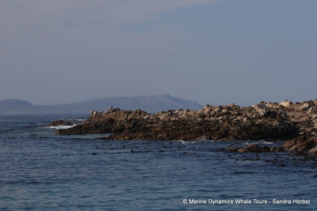 cape fur seal, whale watching, gansbaai, south africa