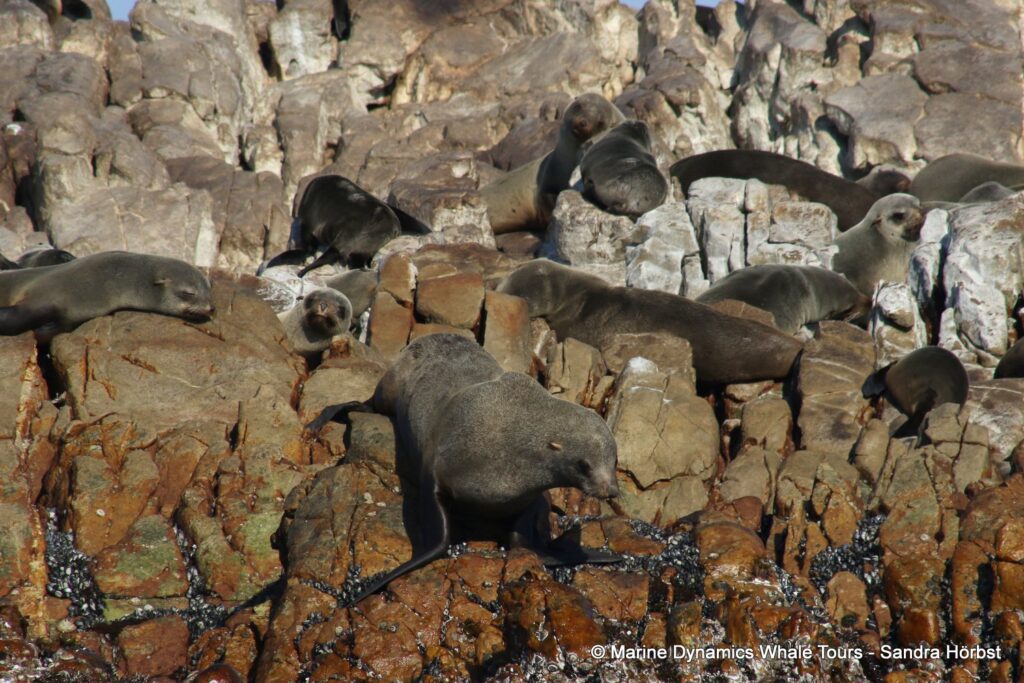cape fur seal, whale watching, gansbaai, south africa