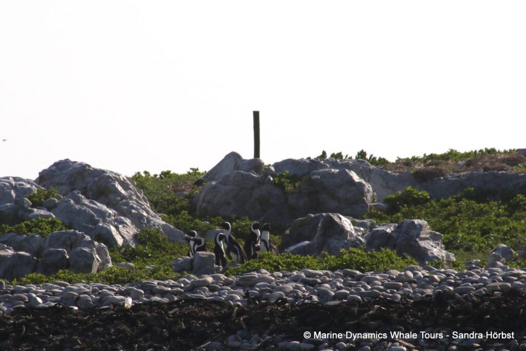 penguins, whale watching, gansbaai, south africa,