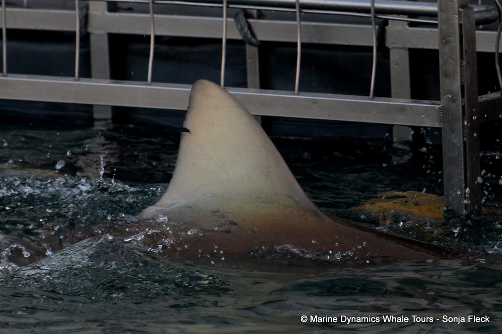 bronze whaler shark, whale watching, gansbaai, south africa,