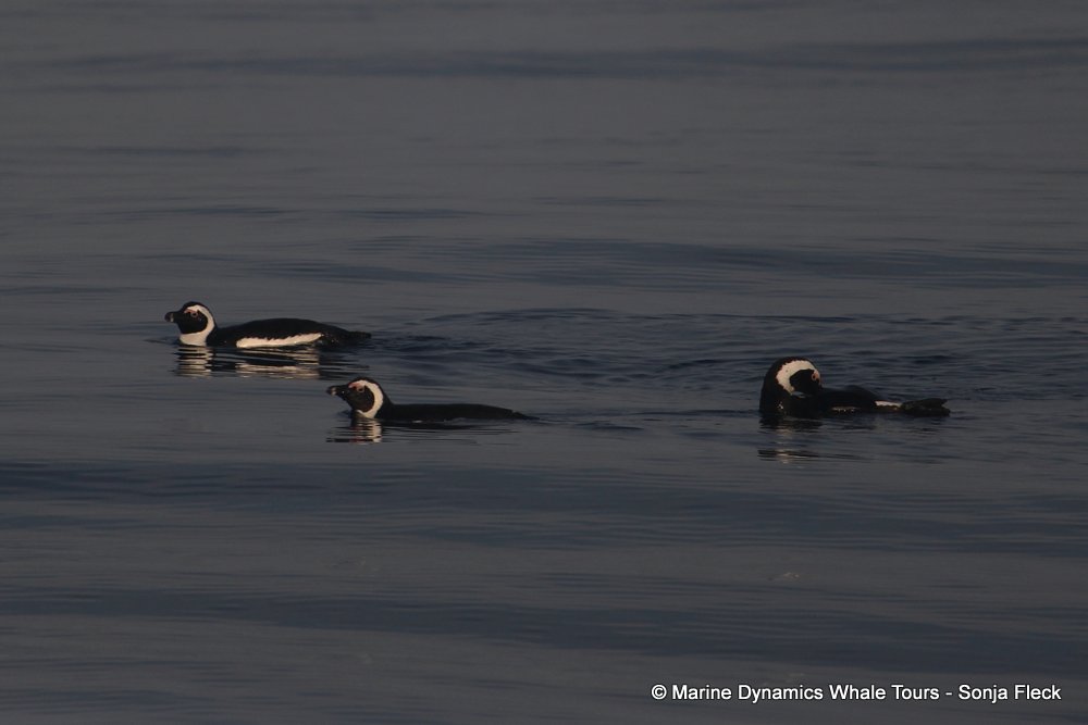 african penguin, whale watching, gansbaai, south africa