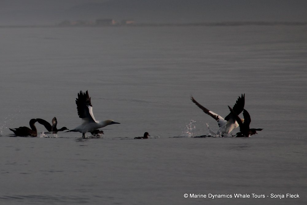 cape gannet, whale watching, gansbaai, south africa