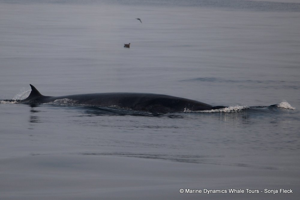 bryde's whale, whale watching, gansbaai, south africa,