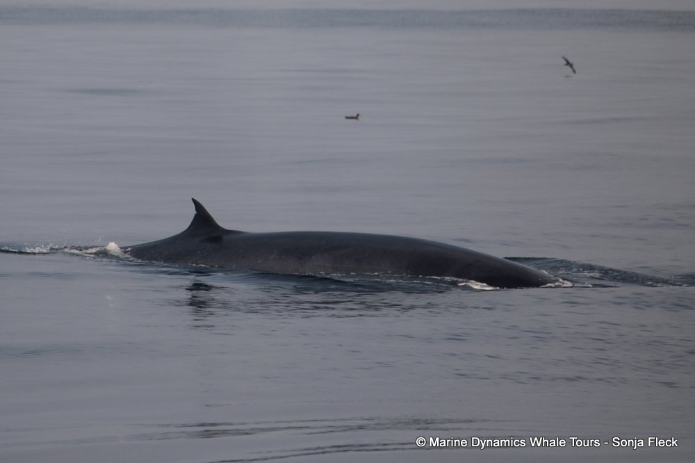 bryde's whale, whale watching, gansbaai, south africa,