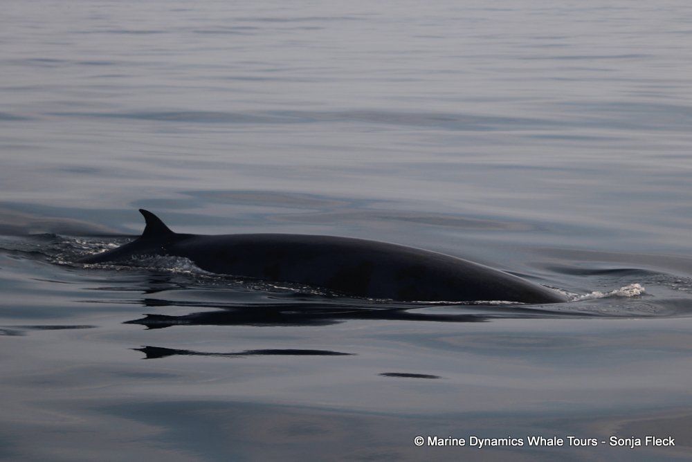 bryde's whale, whale watching, gansbaai, south africa,