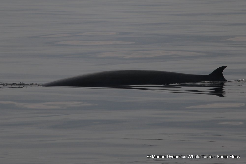 bryde's whale, whale watching, gansbaai, south africa,