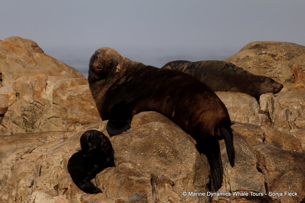 cape fur seal, whale watching, gansbaai, south africa