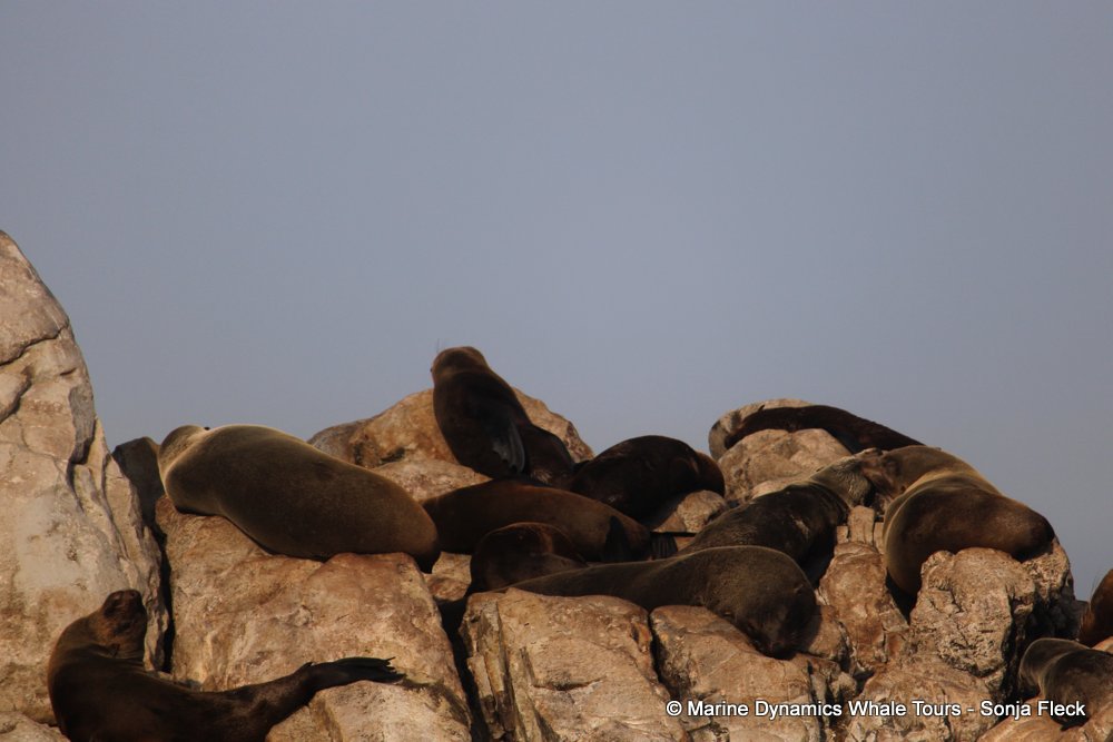 cape fur seal, whale watching, gansbaai, south africa