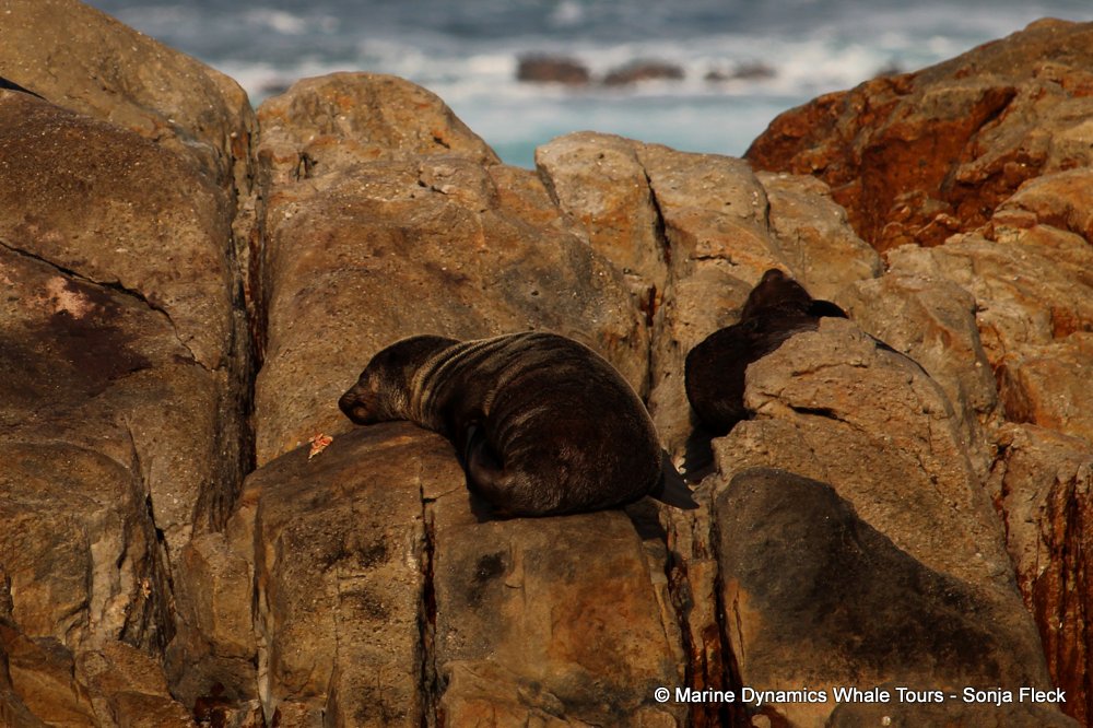 cape fur seal, whale watching, gansbaai, south africa
