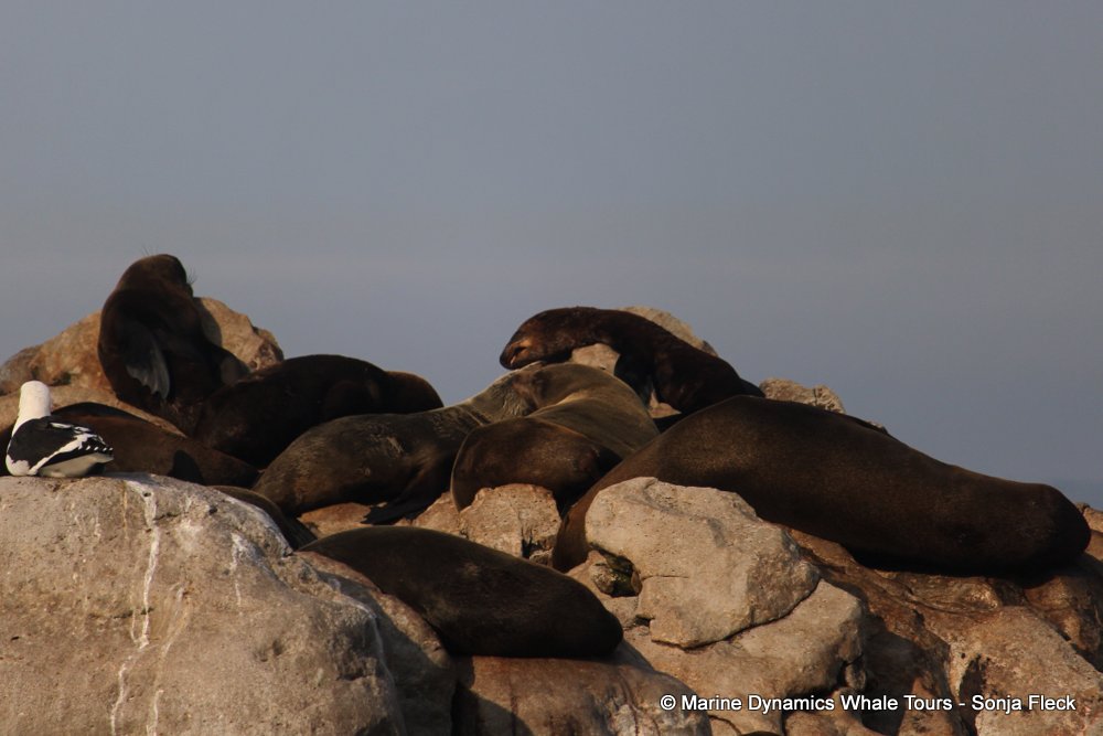 cape fur seal, whale watching, gansbaai, south africa