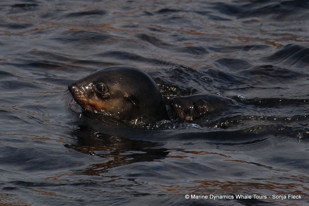 cape fur seal, whale watching, gansbaai, south africa