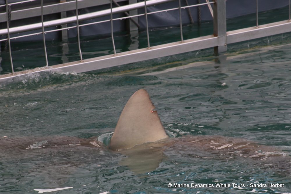 shark dorsal fin, whale watching, gansbaai, south africa,