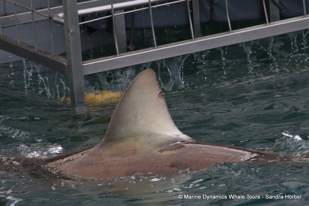 bronze whaler shark, whale watching, gansbaai, south africa,