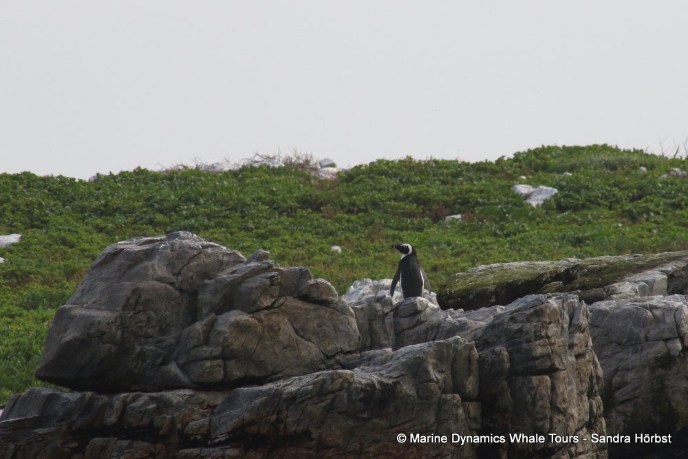 african penguin, whale watching, gansbaai, south africa