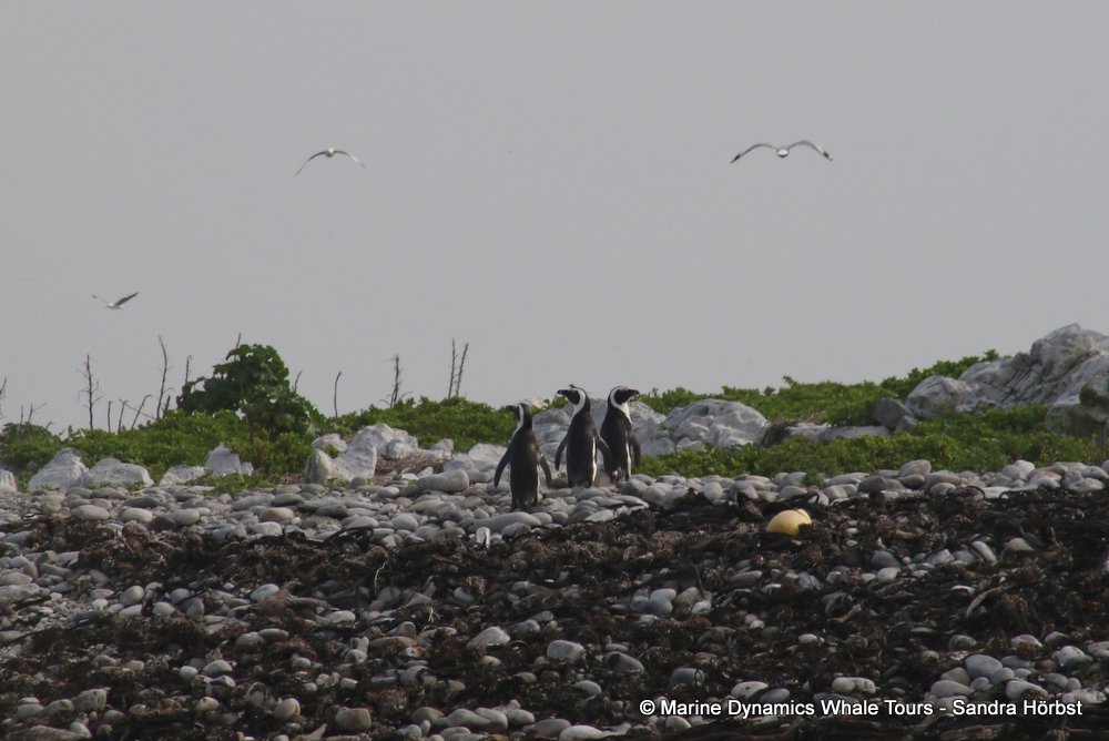 african penguin, whale watching, gansbaai, south africa