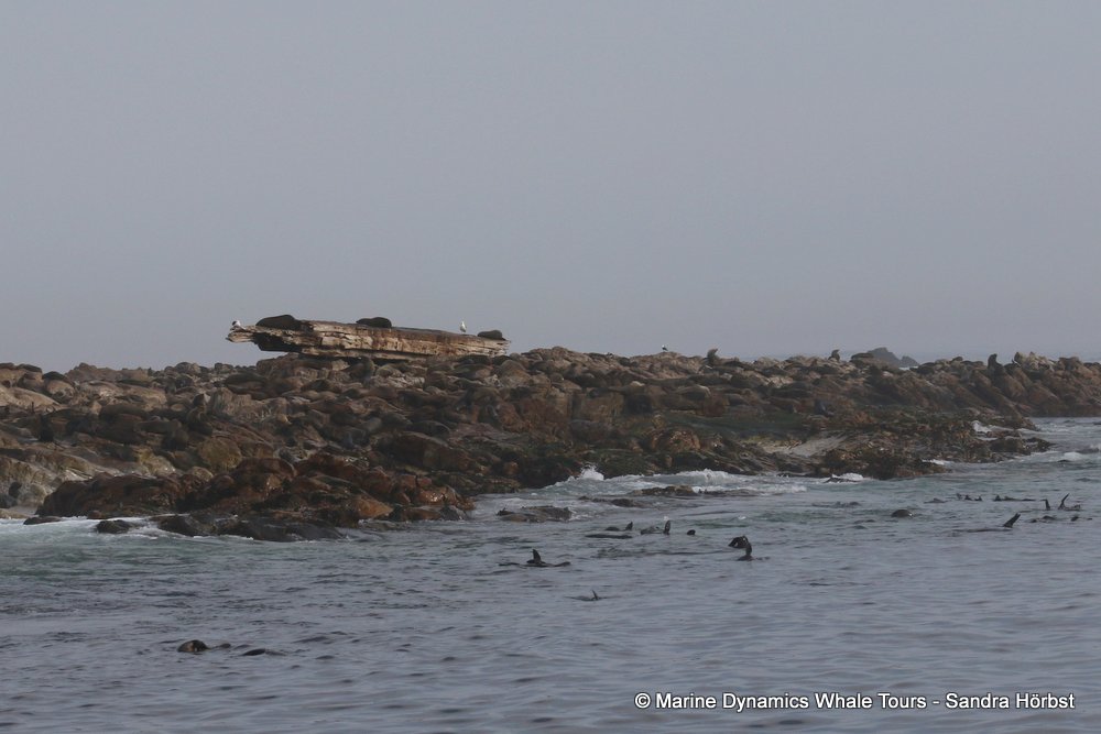 cape fur seal, whale watching, gansbaai, south africa