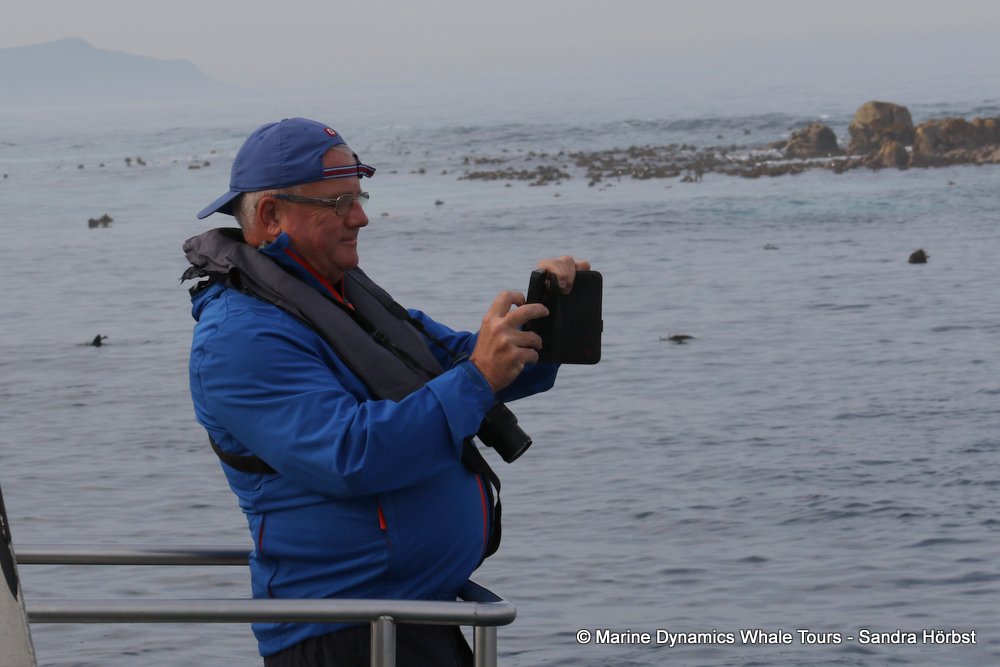 people, whale watching, gansbaai, south africa