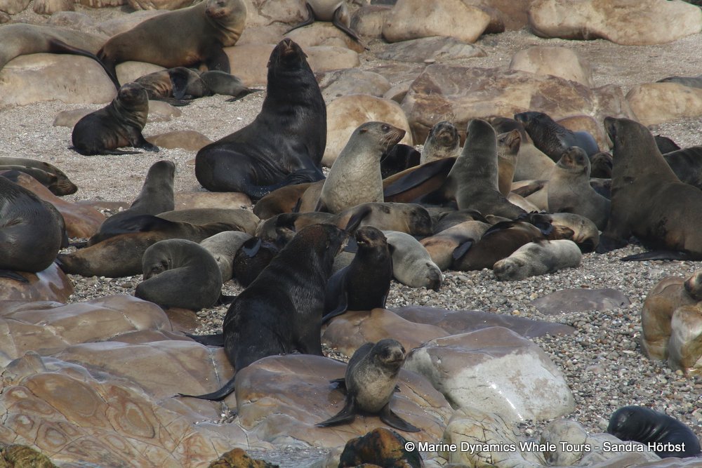 cape fur seal, whale watching, gansbaai, south africa