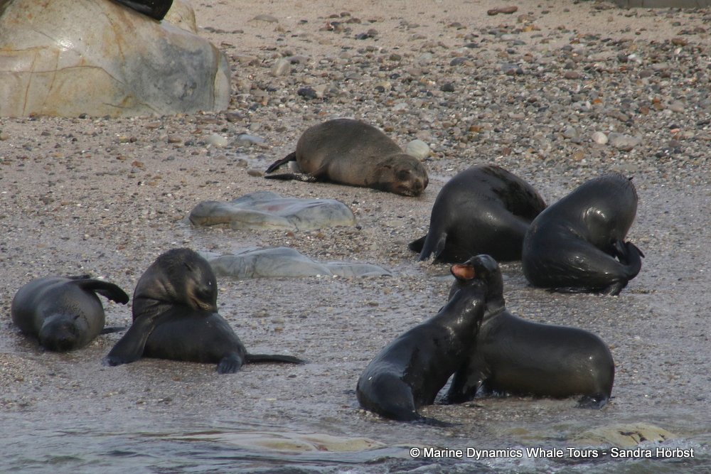 cape fur seal, whale watching, gansbaai, south africa