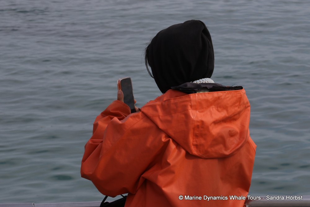 people, whale watching, gansbaai, south africa