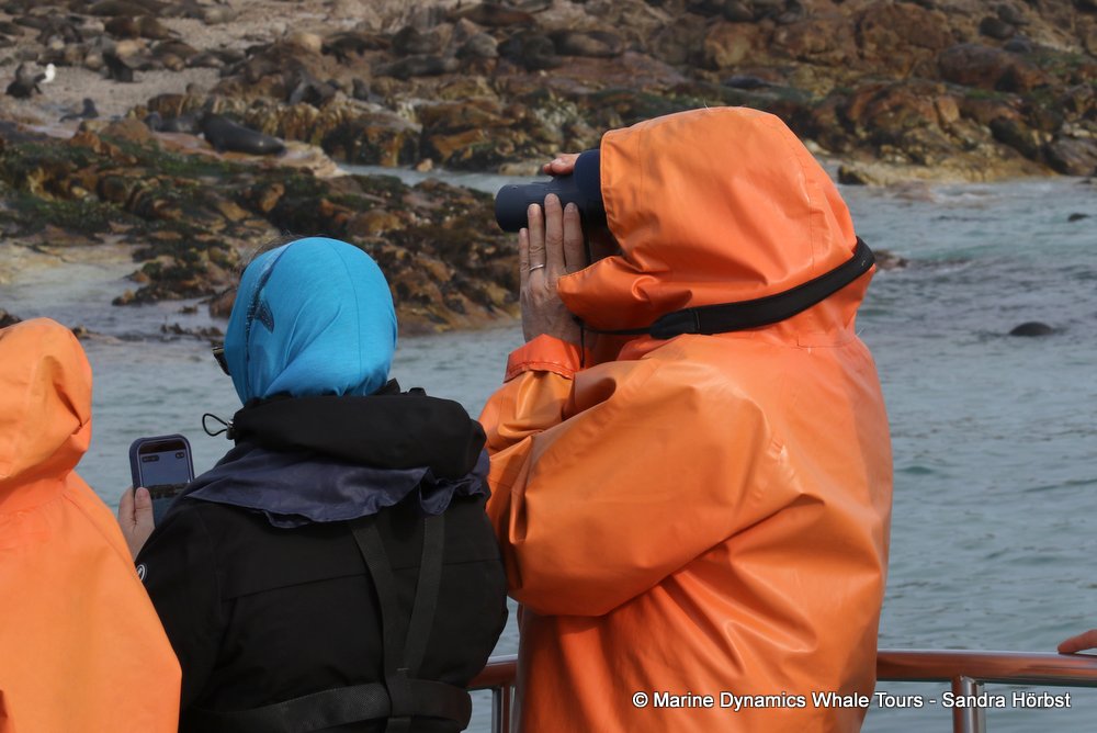 people, whale watching, gansbaai, south africa