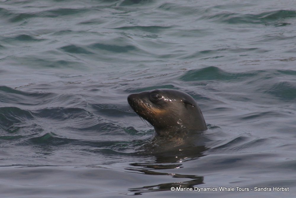 cape fur seal, whale watching, gansbaai, south africa