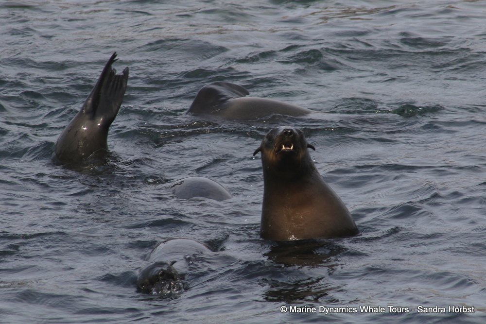 cape fur seal, whale watching, gansbaai, south africa