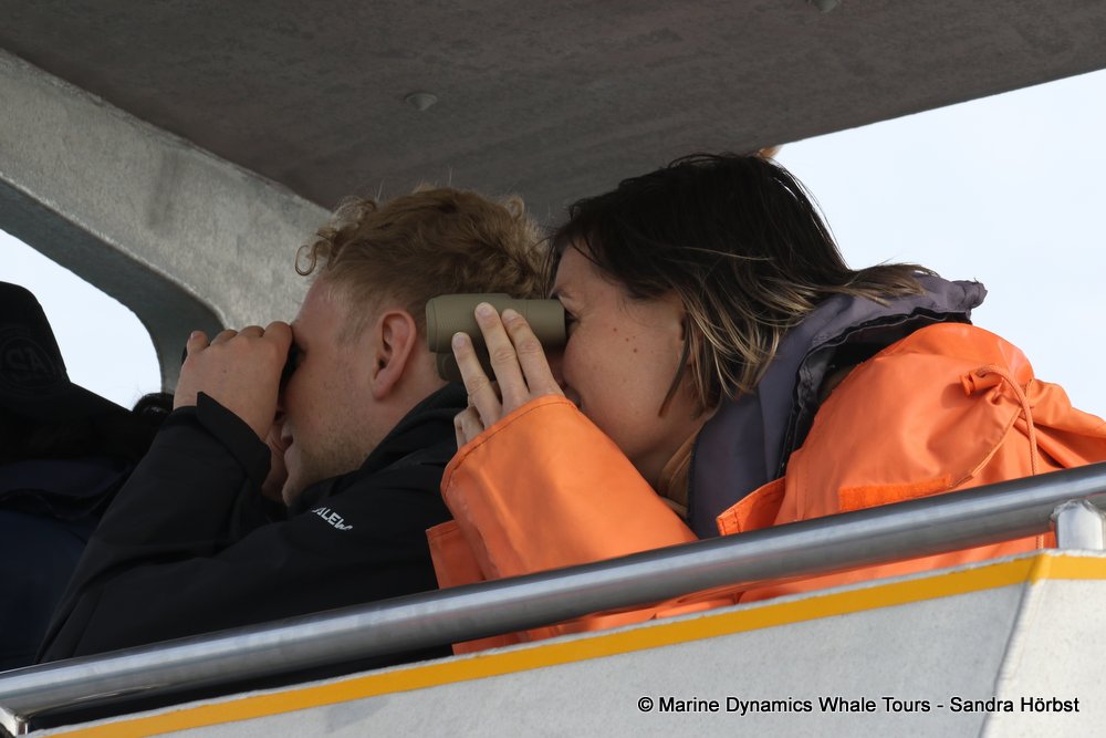 people, whale watching, gansbaai, south africa