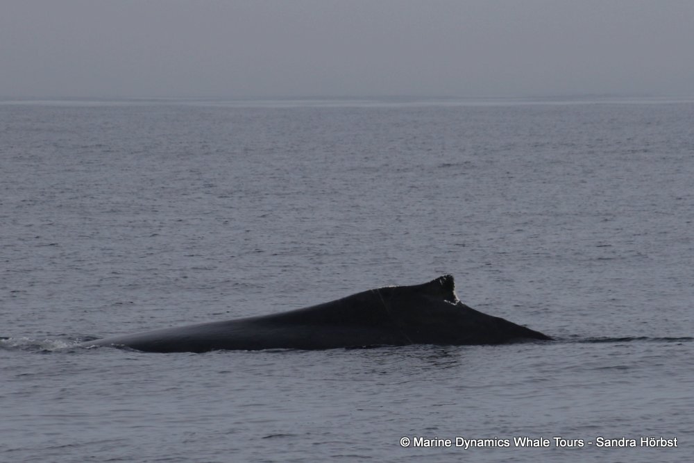 humpback whale, whale watching, gansbaai, south africa