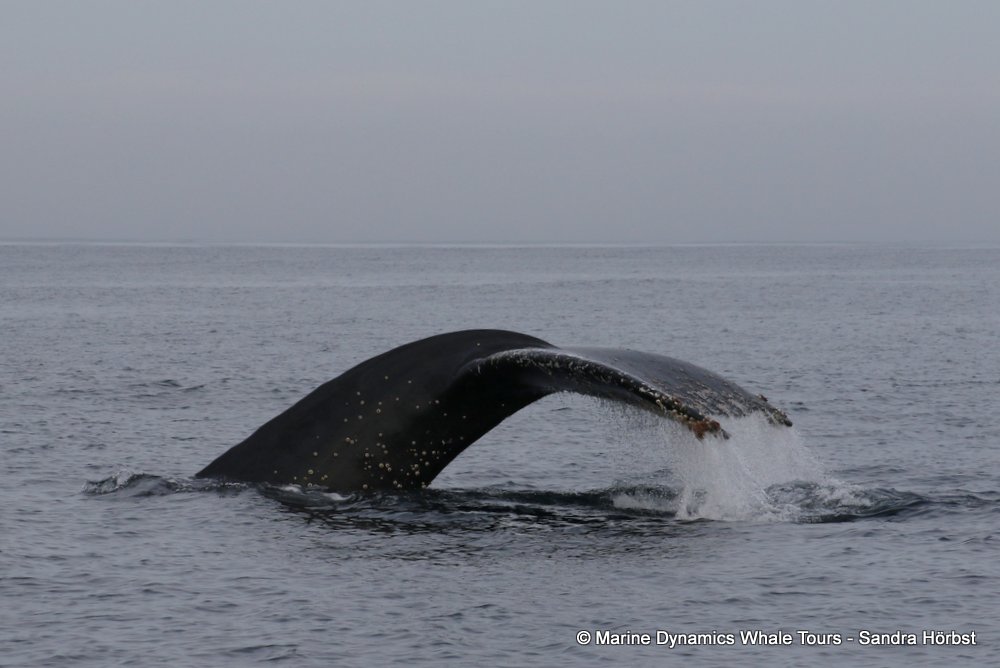 humpback whale, whale watching, gansbaai, south africa