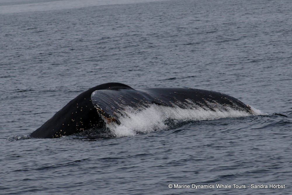humpback whale, whale watching, gansbaai, south africa