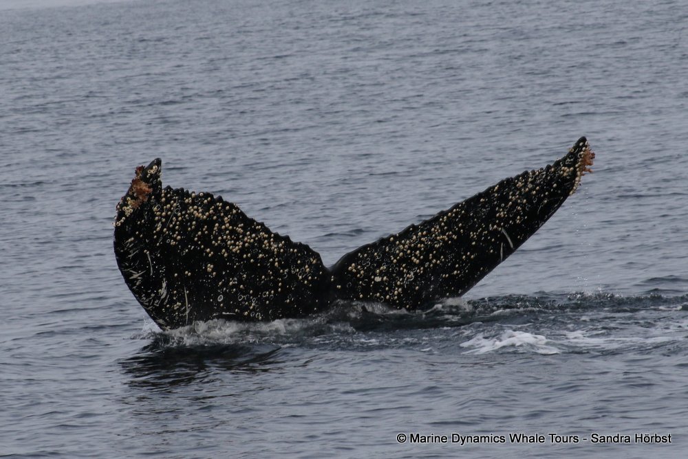 humpback whale, whale watching, gansbaai, south africa