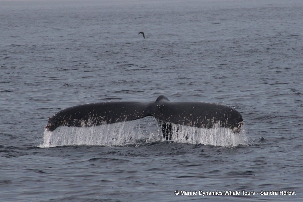 humpback whale, whale watching, gansbaai, south africa