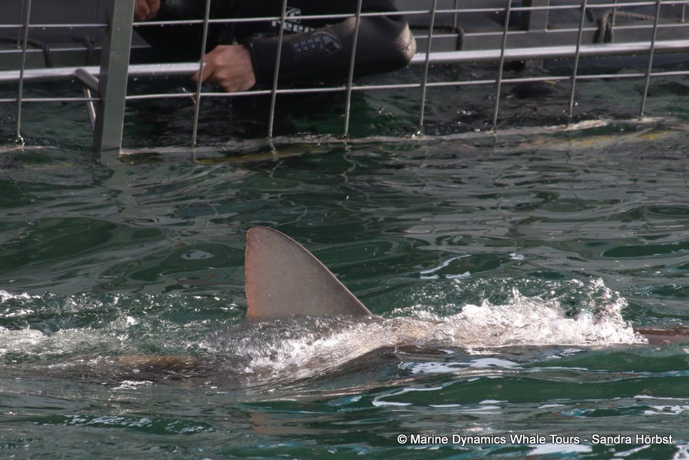 bronze whaler shark, whale watching, gansbaai, south africa,