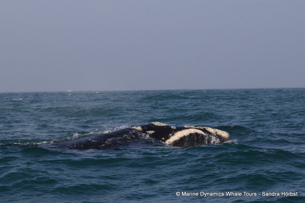 Southern right whale, whale watching, gansbaai, south africa,