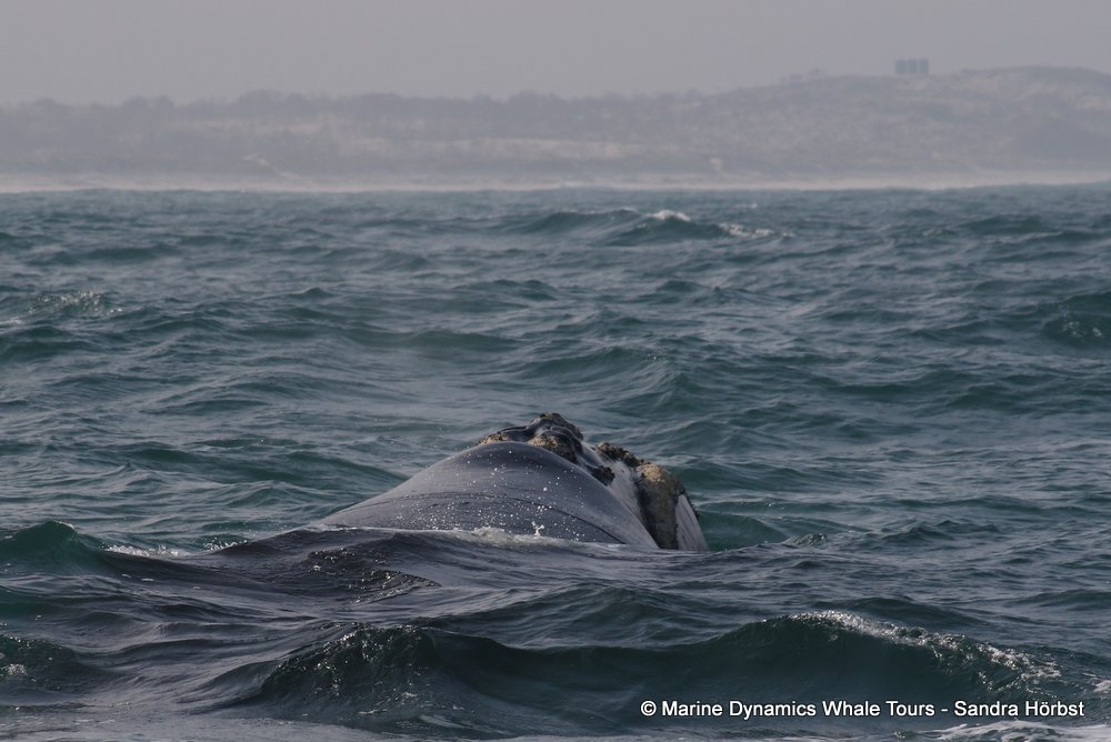 Southern right whale, whale watching, gansbaai, south africa,